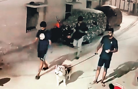 A screengrab of the video clip where Srinath is seen taking his pet husky for a walk in Rahmat Nagar, which falls under Madhura Nagar PS limits, in Hyderabad