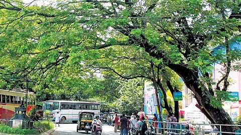 In its order, the Kerala High Court said trees provide cool shade, pure oxygen and shelter to birds and animals. 
