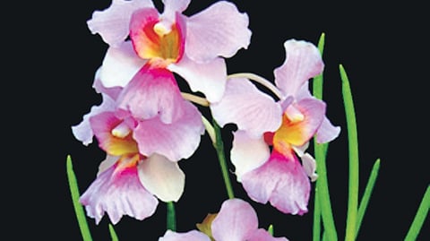 Flower of S’pore