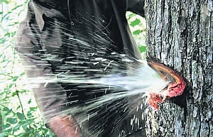 A recent discovery in Andhra Pradesh, unveiled the unique ability of the Indian Laurel (Terminalia Tomentosa) tree of producing water, offering a respite or solution to water scarcity.