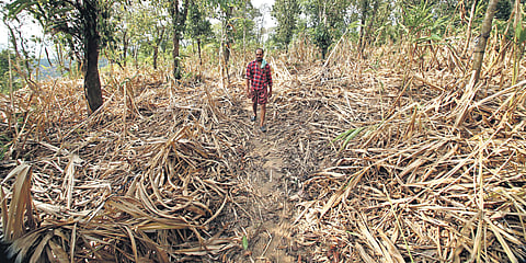 Situation in Idukki district is particularly alarming as cardamom farmers have been devastated by the wilting of plants. 
