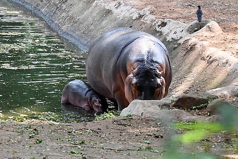 Dr. Sameeksha Reddy, who had recently joined on a contract basis, was reportedly attacked inside the enclosure around 11:30 pm on Thursday. 