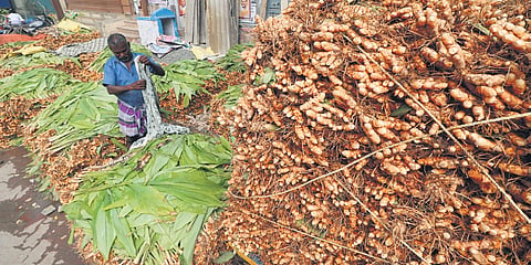 An average of 21 MT of turmeric is produced in Erode annually 