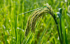 ICRISAT