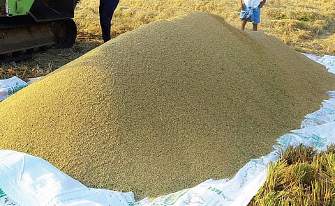 Currently, less than 2,000 hectares of the paddy crop in Kuttanad and Upper Kuttanad regions remain to be reaped. 