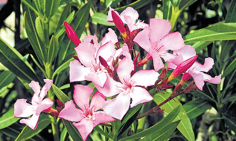 The Nerium oleander is popularly considered a ‘toxic’ flower 