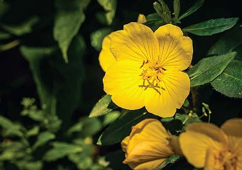 Upon entering the Valley of Flowers, visitors are greeted by an explosion of colours and fragrances.