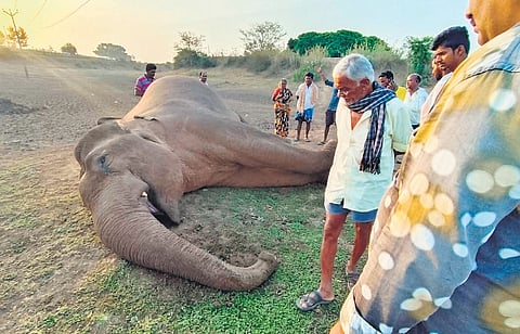 The 33-year-old makhna elephant electrocuted near Santhanapalli village in Denkanikottai on Monday 