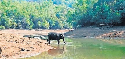 NMNC approached the department as part of an initiative to shift non-tribal people living or engaged in agriculture inside forest enclosures to non-forest areas.