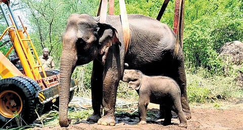 On Friday, the elephant was lifted and made to stand with the support of belt attached to a crane 