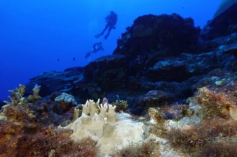 Bleached coral is visible at the Flower Garden Banks National Marine Sanctuary, off the coast of Galveston, Texas, in the Gulf of Mexico, Sept. 16, 2023. 