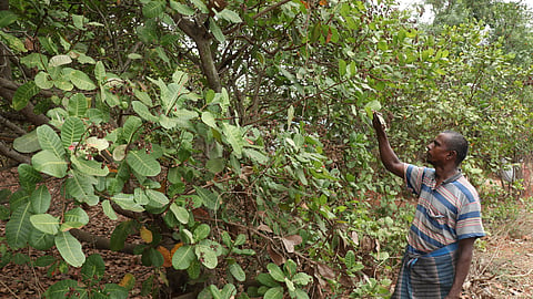 According to the department, produce worth Rs 2.9 crore was directly procured from farmers. 