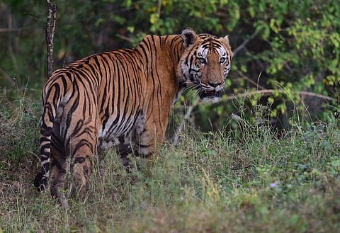  Picture of Tiger at Sathyamangalam Tiger Reserve in Erode district.  