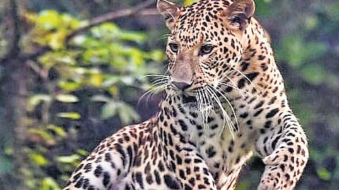 Leopard count dips amid rising cases of  human-wildlife conflicts in Uttarakhand