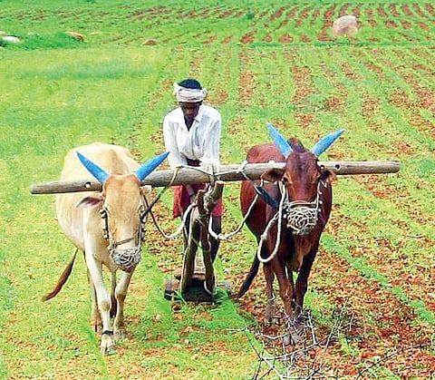 Forest officials do not obstruct farmers who have been cultivating forest lands for years without extending their activities illegally, such as by using electric fencing to prevent wildlife. 