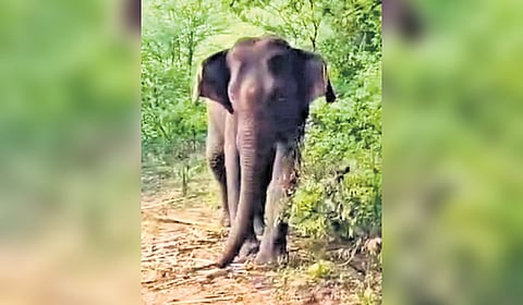 After four days of care, Coimbatore Forest Division officials released a mother elephant at Maruthamalai foothills on Monday morning.
