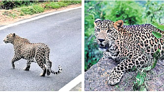 Leopards at the 20-hectare safari at Bannerghatta Biological Park on Wednesday. It  is home to 20 spotted cats 