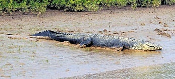 An 18-year-old national-level athlete had a providential escape when he was attacked by a crocodile while bathing in the Chambal River in Agra. (Representative image)