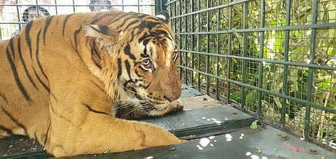 Kerala's check dam project sparks concerns over impact on Anamalai Tiger Reserve's ecosystem