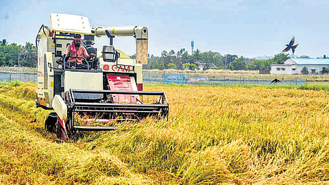 Harvest under way at Sadayarkoil  