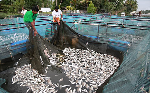 The river is polluted by various sources which accumulate at all regulators.