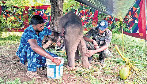 The forest department has been trying for the last two days to reunite the four-year-old baby elephant near Marudhamalai in Coimbatore.