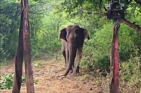 Elephant image used for representational purposes only. 