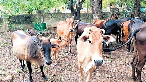 Tirunelveli corporation impounded 42 stray cattle on Sunday 