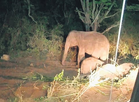 Jumbo calf with its mother before disappearing into forest
