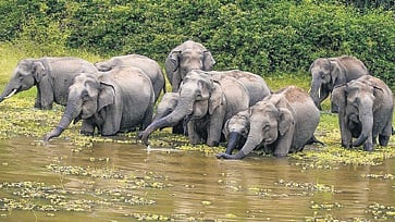 Climate change taking its toll on wildlife too