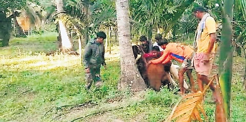 A image from a video showing forest personnel at a Kuppepalayam grove, attempting to tie a rope around the calf to guide it to a safer place | express