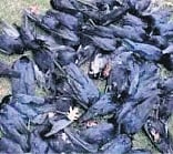 Carcasses of crows found at Muhamma panchayat in Alappuzha 