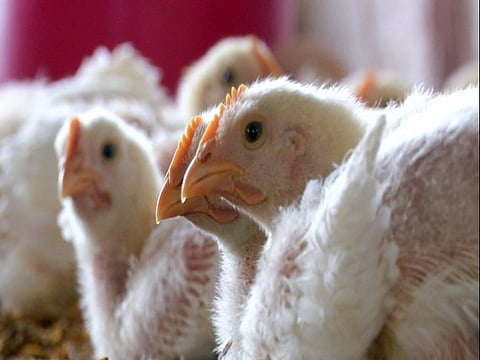 Hens and ducks have been affected by bird flu in West and East Godavari and Kurnool regions in AP. In view of this, appropriate precautionary measures are taken to prevent the spread in Erode district.