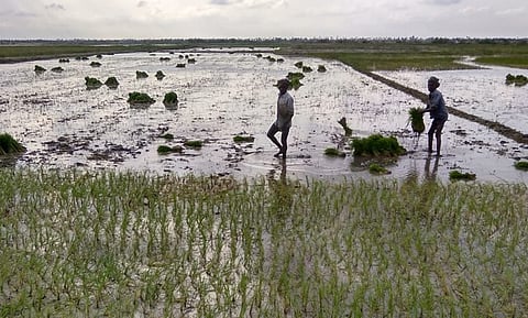 Farmers undertaking cultivation in a village near Nagapattinam 
