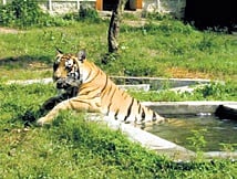  Tigress Sara 