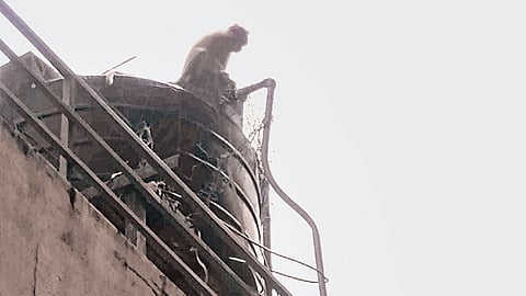 Wild monkeys sitting atop a house at Sasthamcotta 