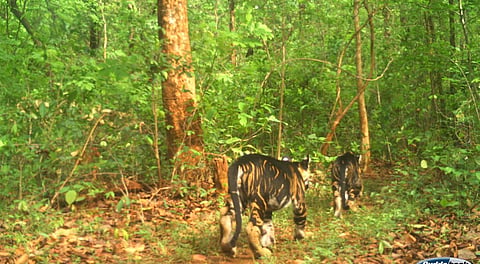 Tigers cubs spotted by camera in North division of Similipal Tiger Reserve 
