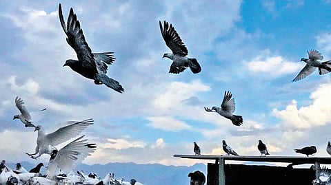  A recent case reported at Sir Ganga Ram Hospital (SGRH) points towards the health risks of prolonged exposure to pigeon droppings and feathers.
