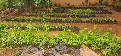 Doing  their bit for a green future