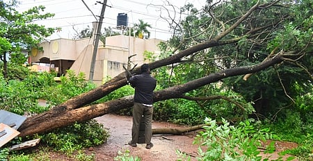 Bengaluru is witnessing tree fall incidents that have either maimed or claimed lives of people and damaged vehicles, roads and buildings. 