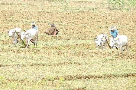  Farmers cultivating their lands for paddy crop in Kendrapara