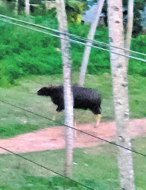 The gaur that was spotted within Technocity at Andoorkonam in Thiruvananthapuram 