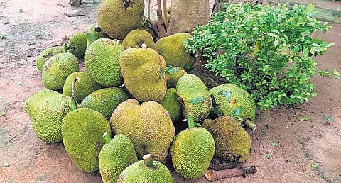 Jackfruit 