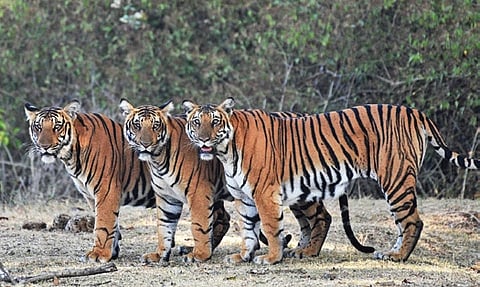 Image used for representational purpose.
