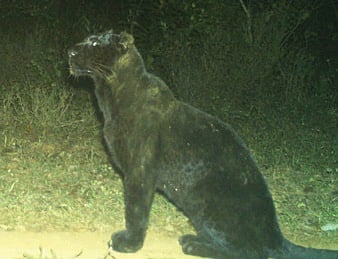 Melanstic leopard. Image used for representation.