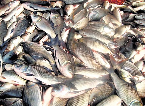 The health wing has constituted a three-member squad to inspect fish markets under its limits twice or thrice a week