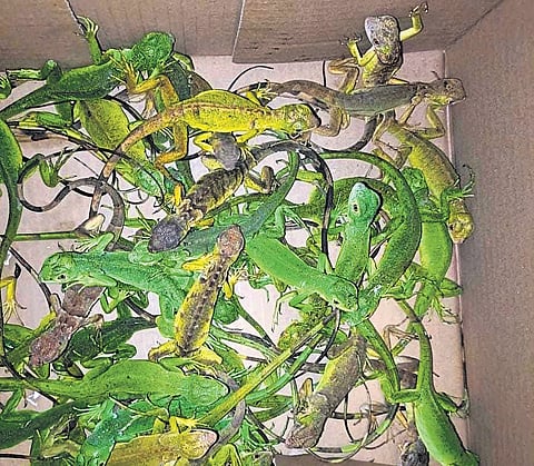 The green iguanas that were brought from Bangkok 
