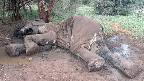 Heads have finally started to roll over the recent deaths of 10 wild elephants at Bandhavgarh Tiger Reserve (BTR) in Madhya Pradesh. (REPRESENTATIONAL IMAGE)