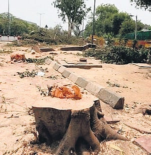 Tree felling: HC to inspect Delhi Ridge