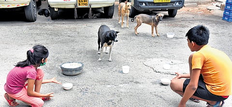 Children feed stray dogs on BVK Iyengar Road